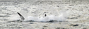 Shark hunts near the surface of the water.