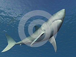 Shark Illustration