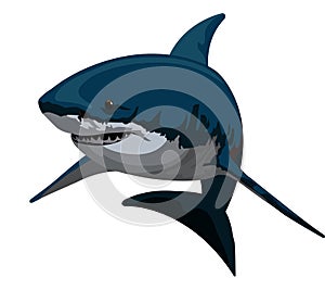 Shark, illustration photo