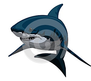 Shark, illustration