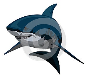 Shark, illustration