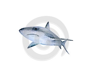 Shark illustration. Hand drawn illustration with shark for posters design, souvenirs