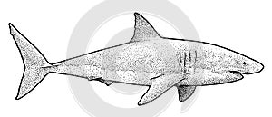 Great white shark illustration, drawing, engraving, ink, line art, vector