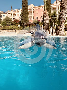 Shark inflatable in swimming pool