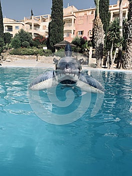 Shark inflatable in swimming pool