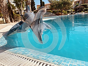 Shark inflatable in swimming pool