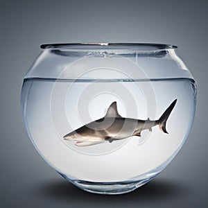 Shark inside a fish bowl illustration