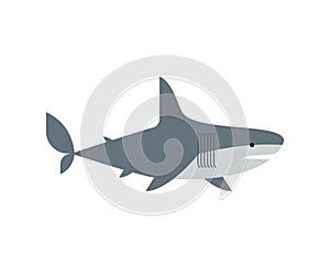 Shark isolated. Marine predator vector illustration. Large predatory sea fish