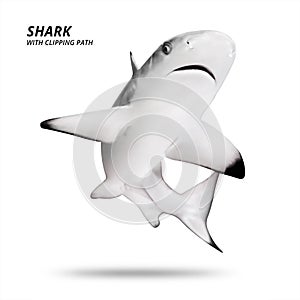Shark isolated on white background. Blacktip fish. Clipping path photo
