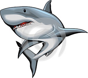 Shark isolated on the white background