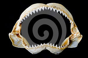 Shark Jaw Bone photo