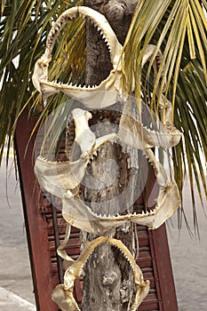 Shark jaws, Progreso, Mexico photo