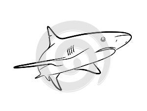 Shark Line Art