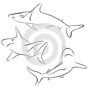 Shark line style. Vector symbol