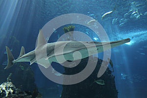 Shark at Lisbon Oceanarium