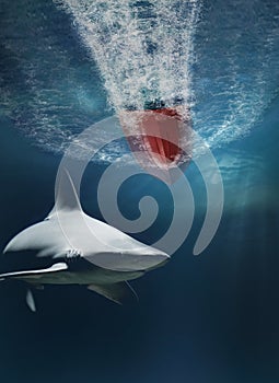Shark lurking under a speed boat