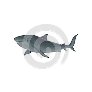 Shark marine mammal, inhabitant of sea and ocean vector Illustration on a white background
