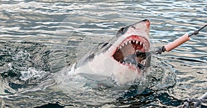 Shark with open mouth emerges out  off the water on the surface and grabs bait.