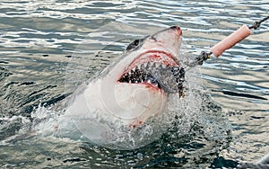 Attacking Great White Shark .