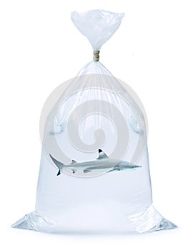 Shark Plastic Bag