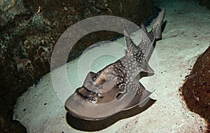 Shark ray