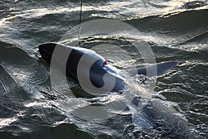 Shark reeled in from Tybee Island Pier