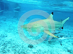 The shark and remora-fish in the clear water of the ocean.