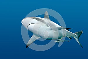 Shark with Remora swimming underwater