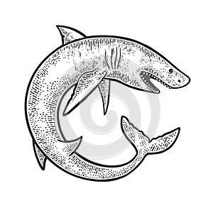 Shark rolled in circle sketch vector illustration