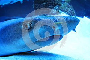 Shark\'s eye close-up in blue tones. Predatory gaze of a dangerous animal. Reflections of photo