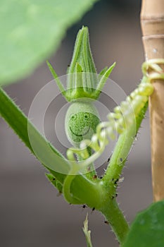 SharkÃÂ´s fin melon