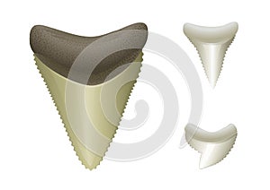 Shark's teeth. Megalodon, Great, Tiger Shark