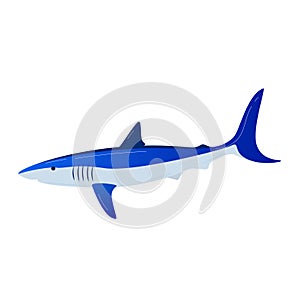 Shark, sea fish isolated on white, vector illustration. Underwater ocean animal, wild cartoon nature in water. Predator