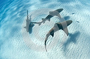Shark shadow