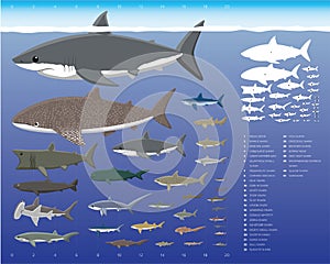 Shark Sizes Comparisons Cartoon Vector Illustration Set