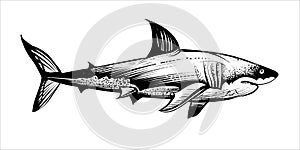 Shark sketch, vector black and white illustration.