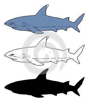 Shark sketch. Vector set of isolated elements of predatory fish Shark hand-drawn black outline and silhouette, and gray color