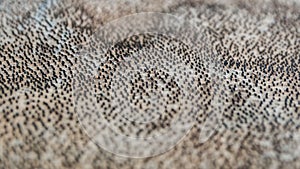 Shark skin, BjarnarhÃ¶fn Shark Museum in Iceland