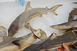 Shark specimen