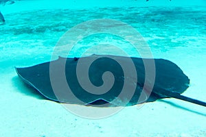 Shark, stingray and other fishes in the Singapore Underwater Sea