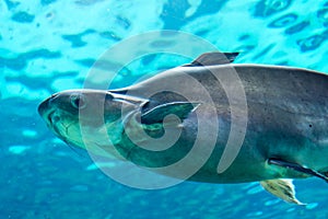 Shark, stingray and other fishes in the Singapore Underwater Sea