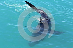 Shark on the water surface in Gansbai, South Africa. photo