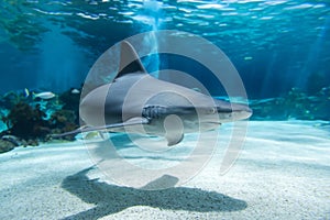 Shark swimming in the ocean with sand shadow