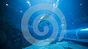 Shark swimming in S.E.A. Aquarium