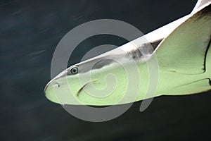 Shark swimming underwater