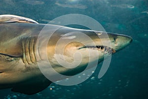 Shark swimming underwater photo