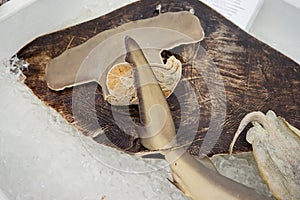 Shark tail specimen