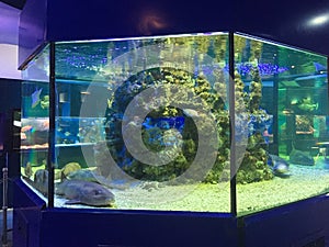 Shark tank at the Aquarium