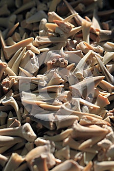 shark teeth collection texture