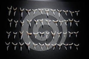 Shark teeth spread out on a black background